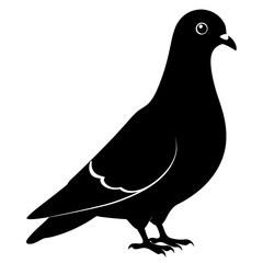 vector illustration of a pigeon