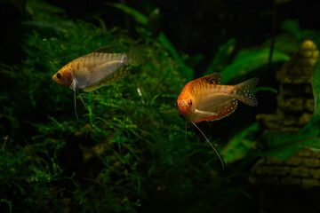 Golden smelt fish under the surface.
