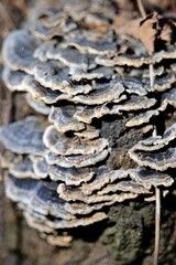 원뿔, 소나무, 나무, 네이처, 성탄, 갈색, 데코, 식물, 씨, 나무, 전나무, 겨울, 솔방울, 고립시키는, 가을, 계절, 매크로, 솔방울, 근접, 근접, 건조한, 가지, 개체, 상록, 나무