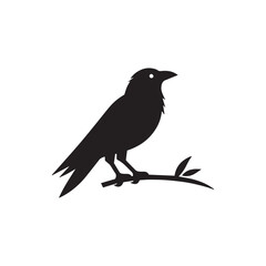 Bird's black silhouettes. bird silhouettes. isolated on white background.