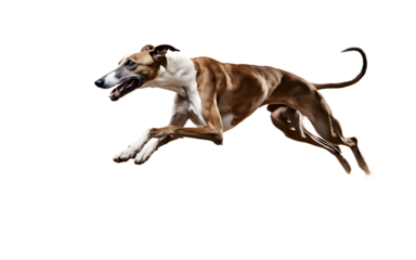 A sleek greyhound dog in mid-run, isolated on a empty plain background