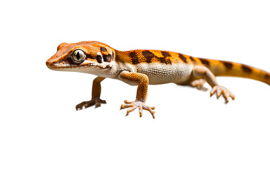 Naklejka premium A small gecko clinging to a piece of driftwood, isolated on a empty plain background