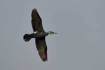 Cormorant (Phalacrocorax carbo) in flight over the marsh land of the Somerset Levels in Somerset, United Kingdom.