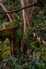 old tree in the forest / old mossy tree