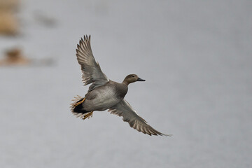 Male Gadwall (Anas strepera) coming in to land on a lagoon on the Somerset Levels in Somerset, United Kingdom.     