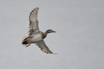 Male Gadwall (Anas strepera) coming in to land on a lagoon on the Somerset Levels in Somerset, United Kingdom.     