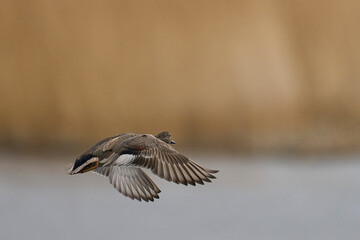 Male Gadwall (Anas strepera) coming in to land on a lagoon on the Somerset Levels in Somerset, United Kingdom.     