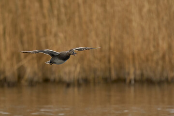 Male Gadwall (Anas strepera) coming in to land on a lagoon on the Somerset Levels in Somerset, United Kingdom.     