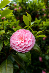 Close-up of a pink camellia flower with delicate petals and water droplets, surrounded by lush green leaves in a garden setting