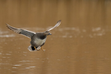 Male Gadwall (Anas strepera) coming in to land on a lagoon on the Somerset Levels in Somerset, United Kingdom.     