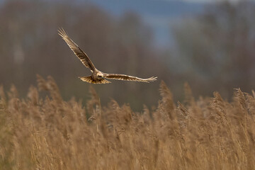 Marsh Harrier (Circus aeruginosus) hunting over a reedbed in the Somerset Levels in the United Kingdom