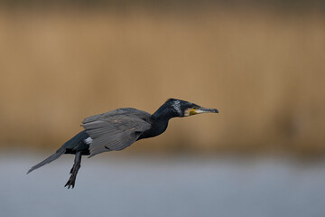Cormorant (Phalacrocorax carbo) coming in. to land on a lagoon on the Somerset Levels in Somerset,...