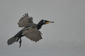 Cormorant (Phalacrocorax carbo) coming in. to land on a lagoon on the Somerset Levels in Somerset, United Kingdom.   