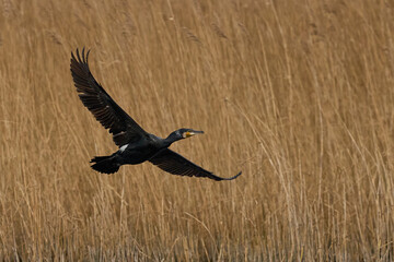 Cormorant (Phalacrocorax carbo) in flight over the marsh land of the Somerset Levels in Somerset, United Kingdom.