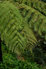fern in the forest / green fern leaves