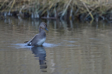 Male Gadwall (Anas strepera) displaying on a lagoon on the Somerset Levels in Somerset, United Kingdom.      