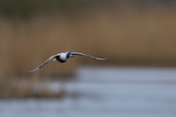 Male Shoveler (Anas clypeata) in flight across the reedbeds of the Somerset Levels in Somerset, United Kingdom.    