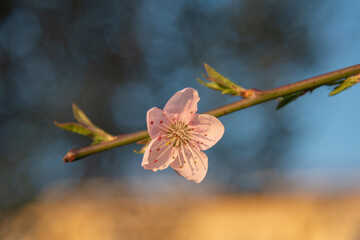 pink cherry blossom