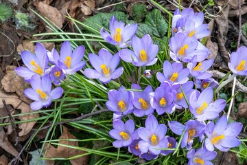 Blooming purple crocus flowers announcing spring arrival in nature