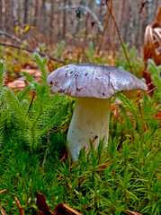 Tricholoma gray rows grow in deciduous or mixed forests, usually in grass, moss
