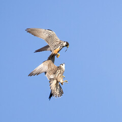 Eurasian Hobby