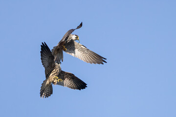 Eurasian Hobby