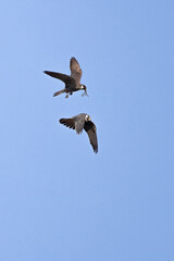 Eurasian Hobby