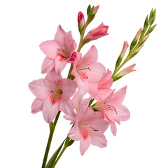 Obraz premium Blossoms of pink-leaf plum in front of transparent background background