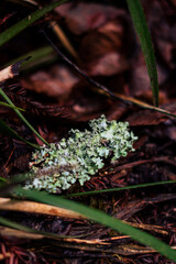 green moss on the tree / moss on the tree