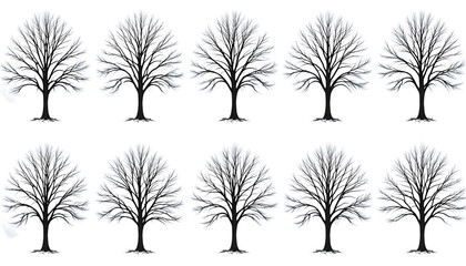 Obraz premium eafless tree with intricate branches captured in a serene winter scene png