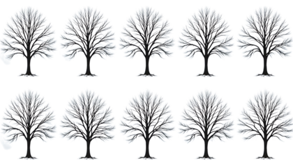 eafless tree with intricate branches captured in a serene winter scene png