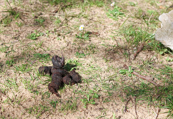 Dog poop in a garden