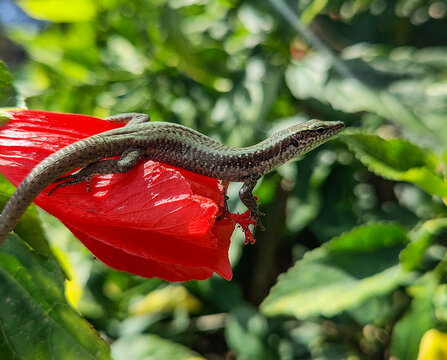 Eidechse auf Hibiskus