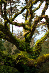 Fototapeta premium green moss on the tree / moss on the tree / forest