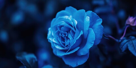 Vibrant blue roses in a garden at dusk, with soft shadows and the scent of fresh flowers.