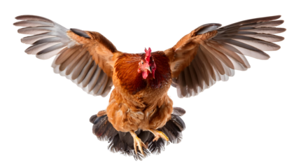 Chicken hen jumping and flying isolated on white background
