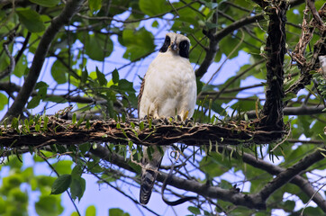 Laughing Falcon on a branch in the Atlantic rainforest in Brazil