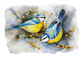 Blue Tit Birds Couple on sea buckthorn branch, watercolor painting isolated on white