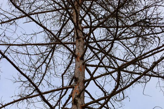 The photo shows a close-up of an old tree trunk branching into numerous thin branches. The branches are almost leafless, suggesting late autumn or winter. The bark of the tree is cracked, gray in colo