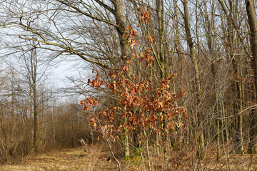 A tree with dry leaves stands out against the backdrop of a bare winter forest. Brown, already...