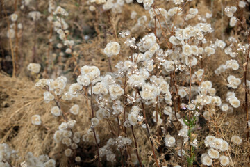 dry plant in the field close-up