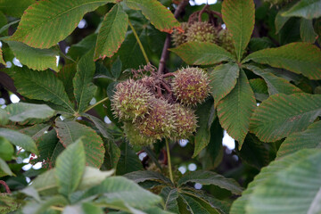 chestnuts on a branch close-up among green leaves