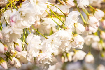 White spring flowers blooming on a sunny day