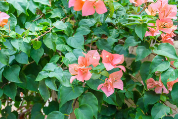 Pink bougainvillea flower on tree with blue sky,summer spanish bougainvillea flowers,Colorful bougainvillea tree in bloom,Tropical flora for background,Copy text space.
