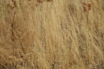 Fototapeta premium dry grass background