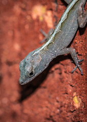 A little lizard on a red brick wall