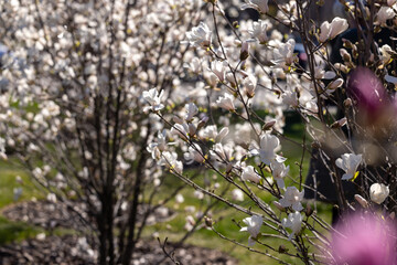 White magnolia stellata royal star blossoming in spring sunlight