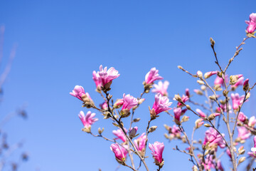 Pink magnolia flowers blooming on branches against blue sky