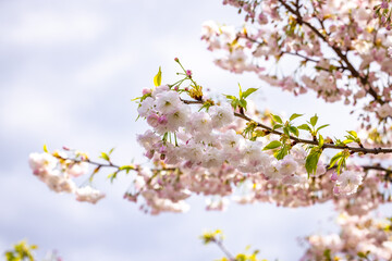 Beautiful cherry blossom flowers blooming on branch in spring