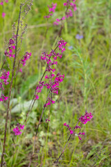 Purple royal catchfly blooming in green meadow
